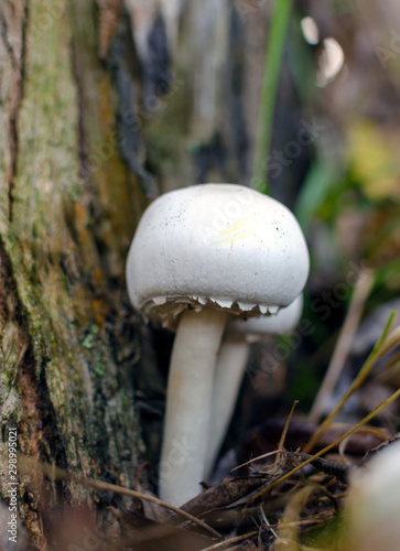 mushroom in the forest