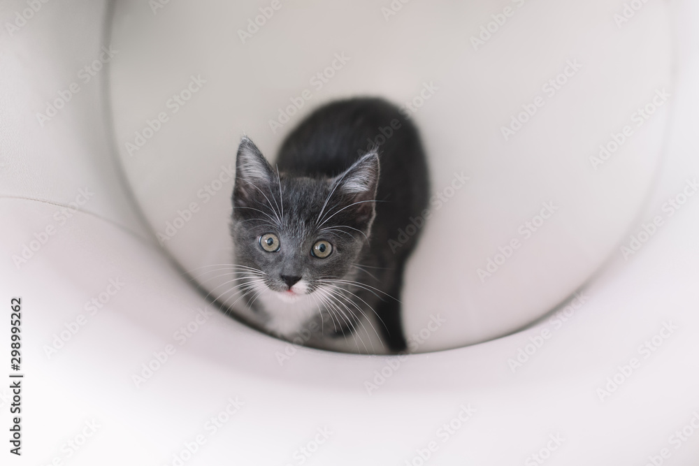 Little grey adorable kitten sitting in armchair and looking at camera. Selective focus on cat eyes. Close up, blurred background, top side view. Handsome feline. Domestic animals concept.