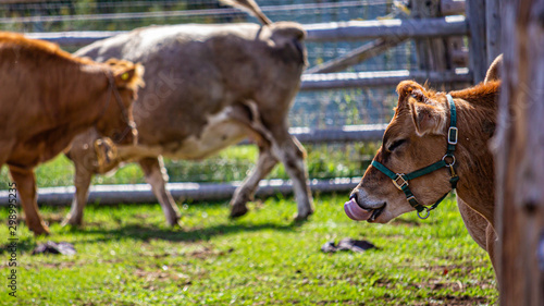 A Brown Cow Licks its Lips