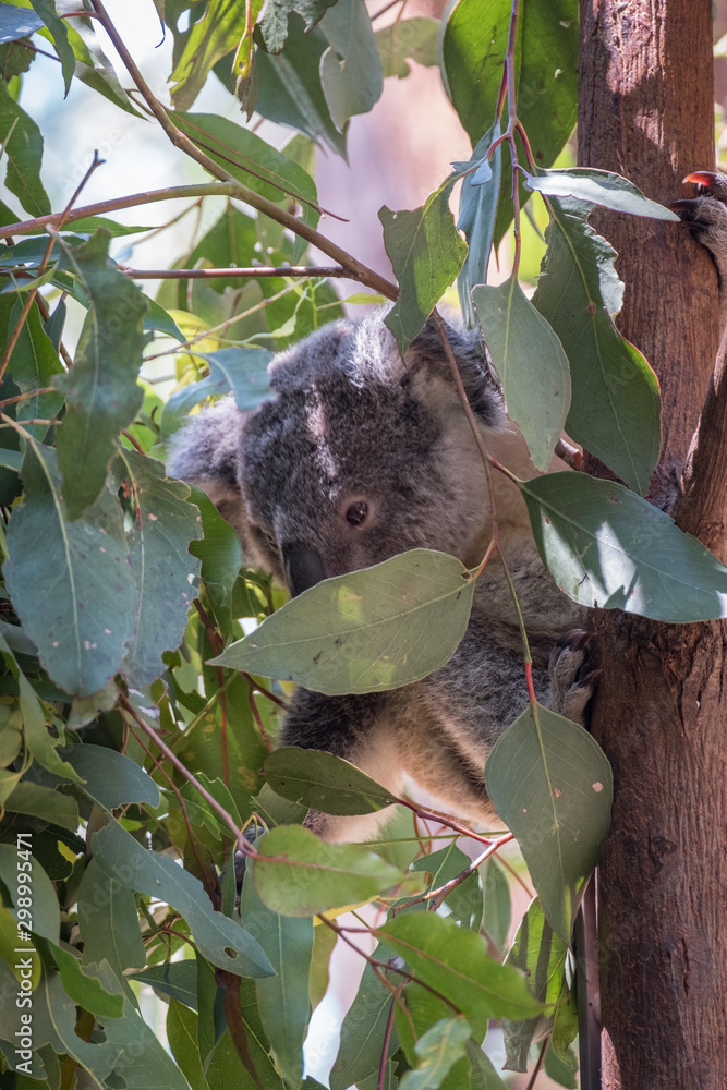 Fototapeta premium Koala baby in a gum tree 