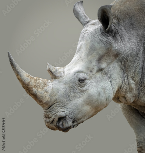 A rhino portrait photo showing head details including its sharp horn, small eye and textured skin. 