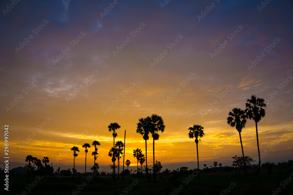 Silhouette palm tree tropical forest sunrise
