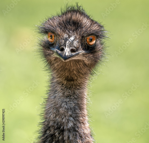 An emu looking front on with bulging eyes and a hairy feathered long neck - portrait photo with a natural soft green background.