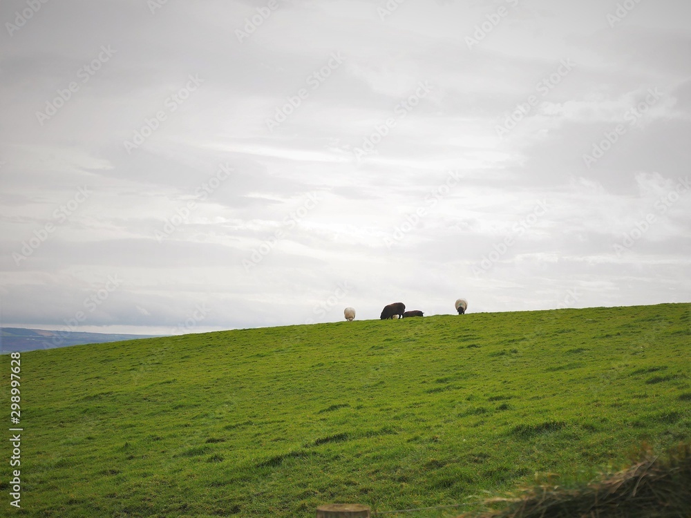 Fototapeta premium sheep @ cliffs of moher