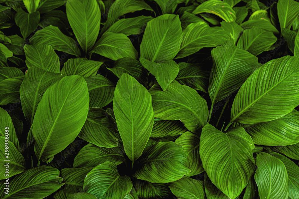 Spathiphyllum cannifolium, tropical leaves, abstract colorful leaves texture, nature background Spathiphyllum cannifolium, tropical leaves, abstract colorful leaves texture, nature background