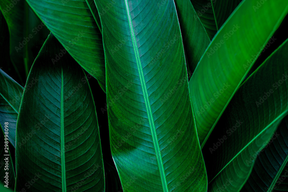 green leaf texture, dark green foliage nature background, tropical leaf green leaf texture, dark green foliage nature background, tropical leaf