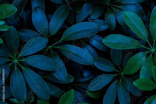 tropical leaves texture  abstract green leaves and dark tone process  nature pattern background