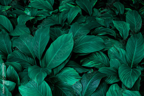 Spathiphyllum cannifolium  tropical leaves  abstract green leaves texture  nature background