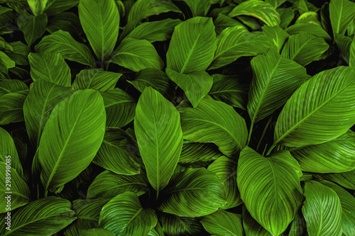 Spathiphyllum cannifolium  tropical leaves  abstract colorful leaves texture  nature background