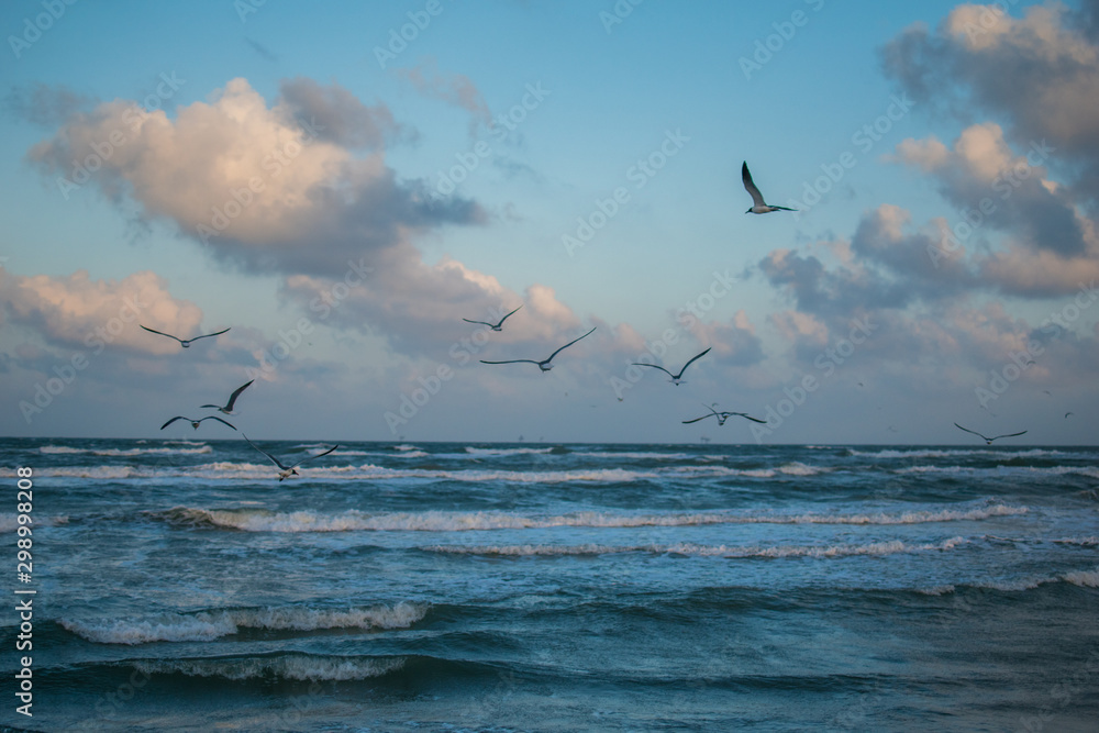birds flying over the sea