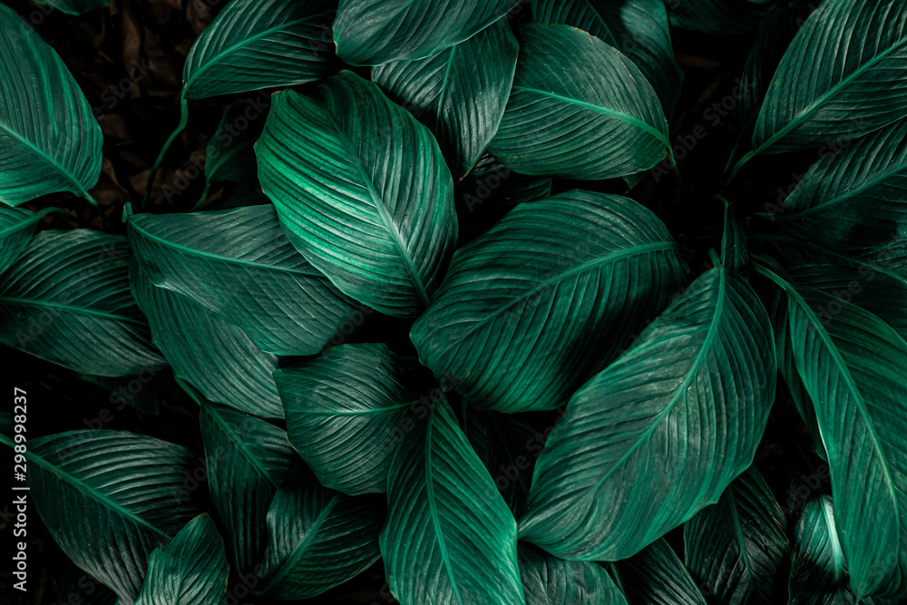 Spathiphyllum cannifolium, tropical leaves, abstract green leaves texture, nature background