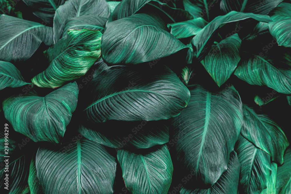 Spathiphyllum cannifolium, tropical leaves, abstract green leaves texture, nature background Spathiphyllum cannifolium, tropical leaves, abstract green leaves texture, nature background