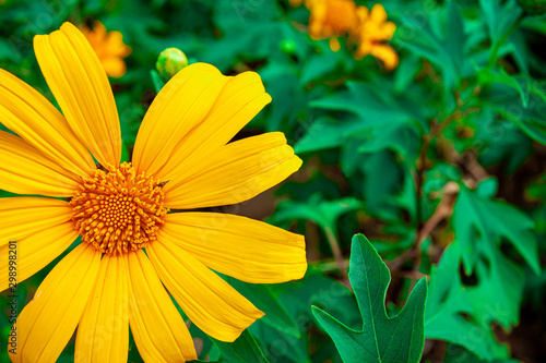 closeup beautiful yellow flower in the garden  nature background