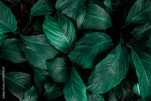 Spathiphyllum cannifolium, tropical leaves, abstract green leaves texture, nature background © Nabodin