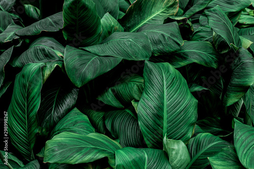 Spathiphyllum cannifolium, tropical leaves, abstract green leaves texture, nature background