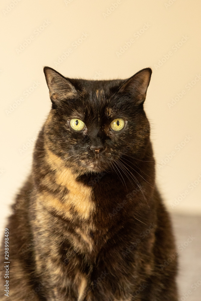 A tortie cat looking at the camera A tortie cat looking at the camera