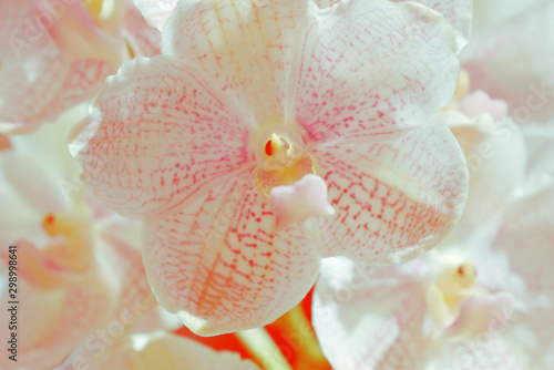 Soft focus blurred orchid blurred background