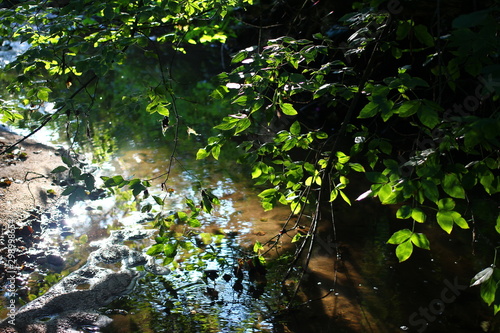 Beautiful view of a shallow creek  glare and reflection from sunlight