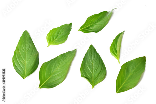 Fresh Basil leaves isolated on white background