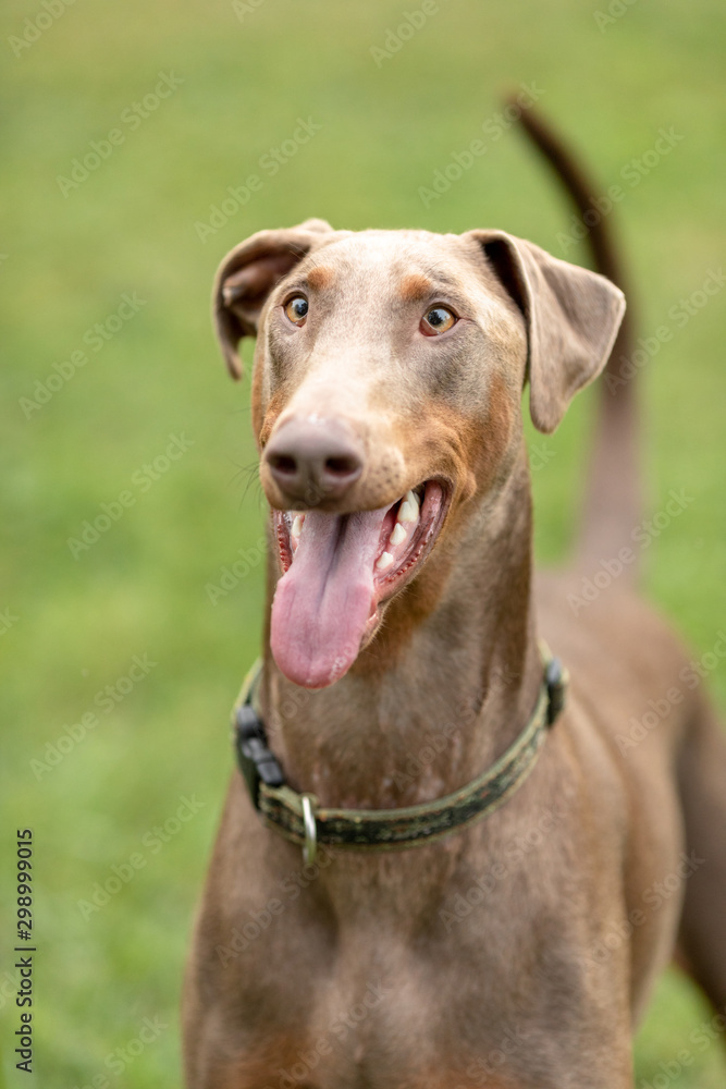 A happy fawn doberman with natural ears A happy fawn doberman with natural ears