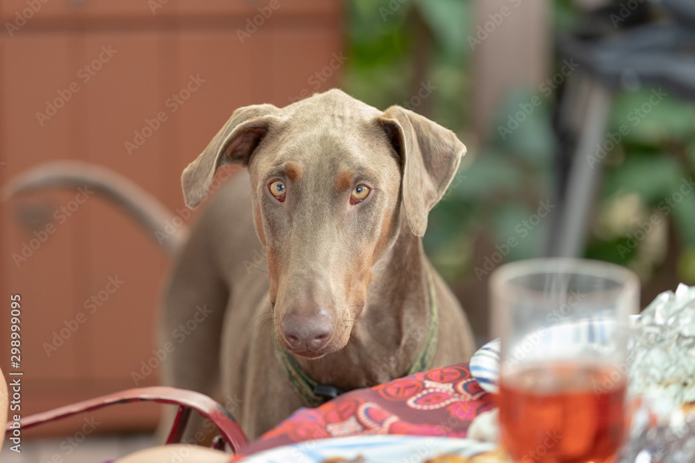 A doberman looking at the food on a table
