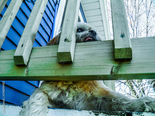 Dog resting on wooden balcony railing photo