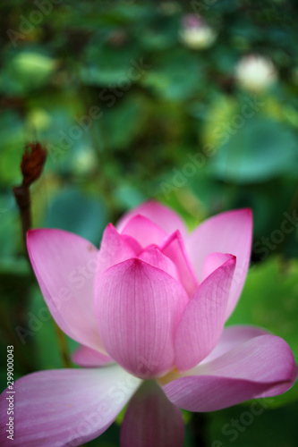 Purple lotus flower ready to bloom in the pond