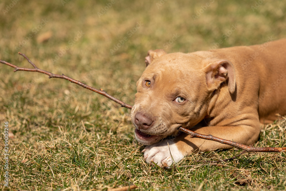 A pti bull puppy chewing on a stick