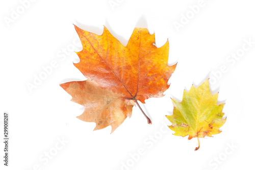 botanical colorful background of autumn leaves