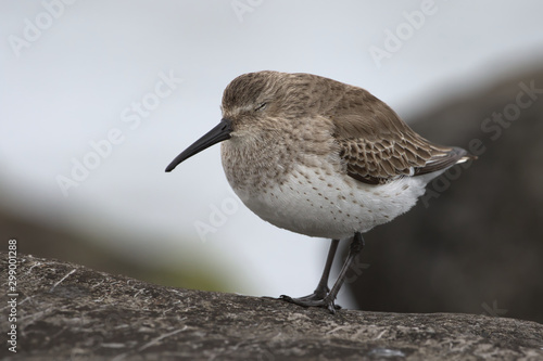 Dunlin On the Jetty