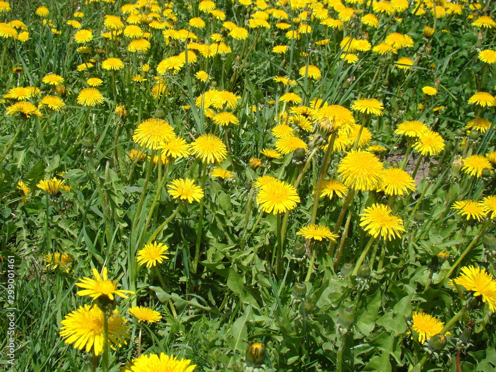 Obraz premium field of dandelions