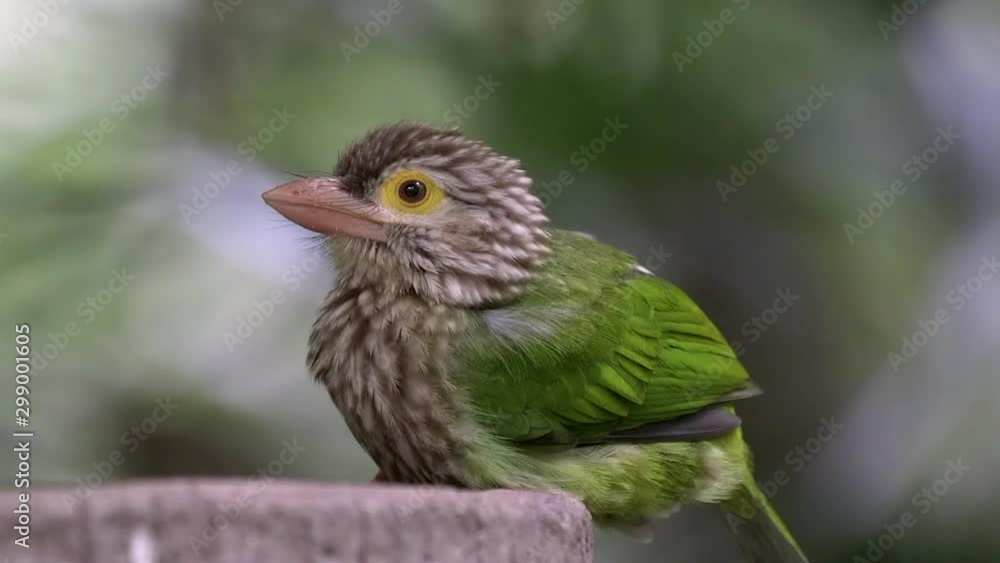 Close up of a lineated Barbet (Psilopogon lineatus) that spreads the head feather and do the poop. Close up of a lineated Barbet (Psilopogon lineatus) that spreads the head feather and do the poop.