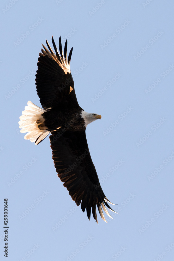 Fototapeta premium bald eagle in flight