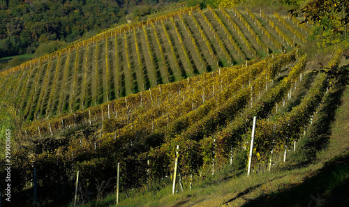 the vineyards of the Piedmontese Langhe