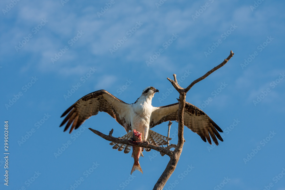 Osprey - Pandion haliaetus - perched on bare limb eating mullet against blue sky background with light clouds. Osprey - Pandion haliaetus - perched on bare limb eating mullet against blue sky background with light clouds.