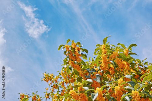 オレンジ色で強い香りのキンモクセイの花と白い雲のある青空