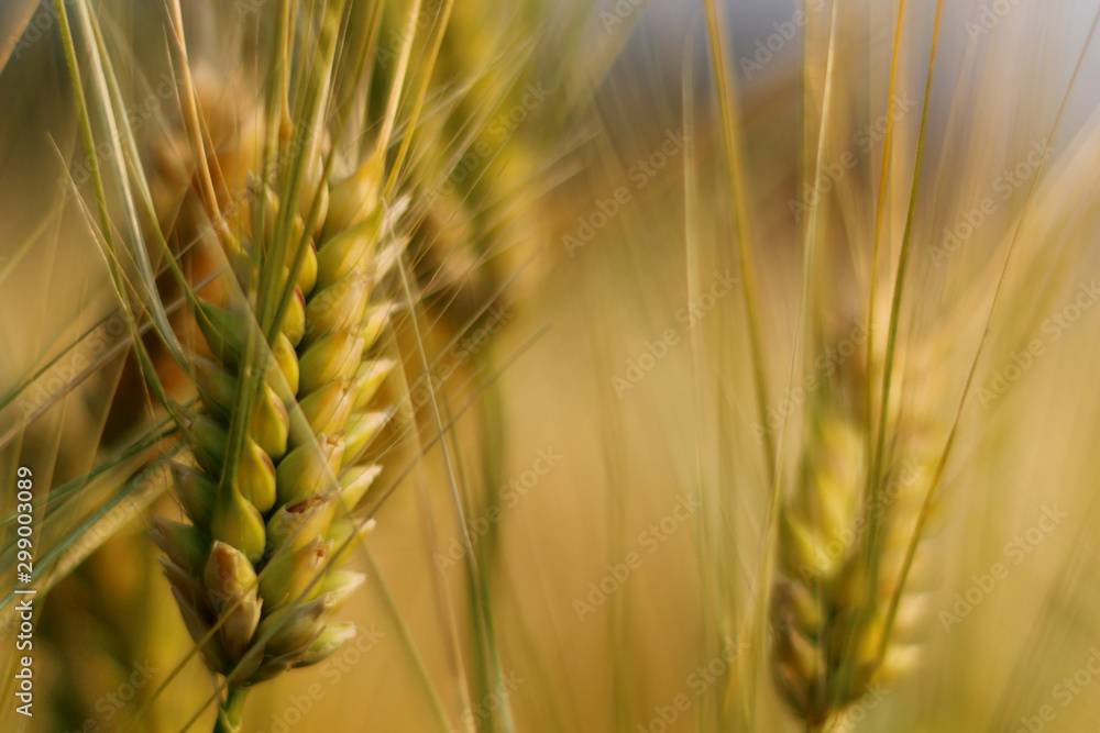 Fototapeta premium ear of wheat