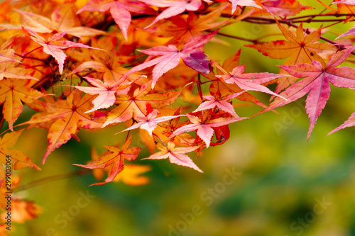 maple leaves in autumn. autumn leaves background. 