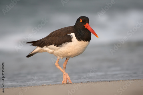 Early Morning Oystercatcher