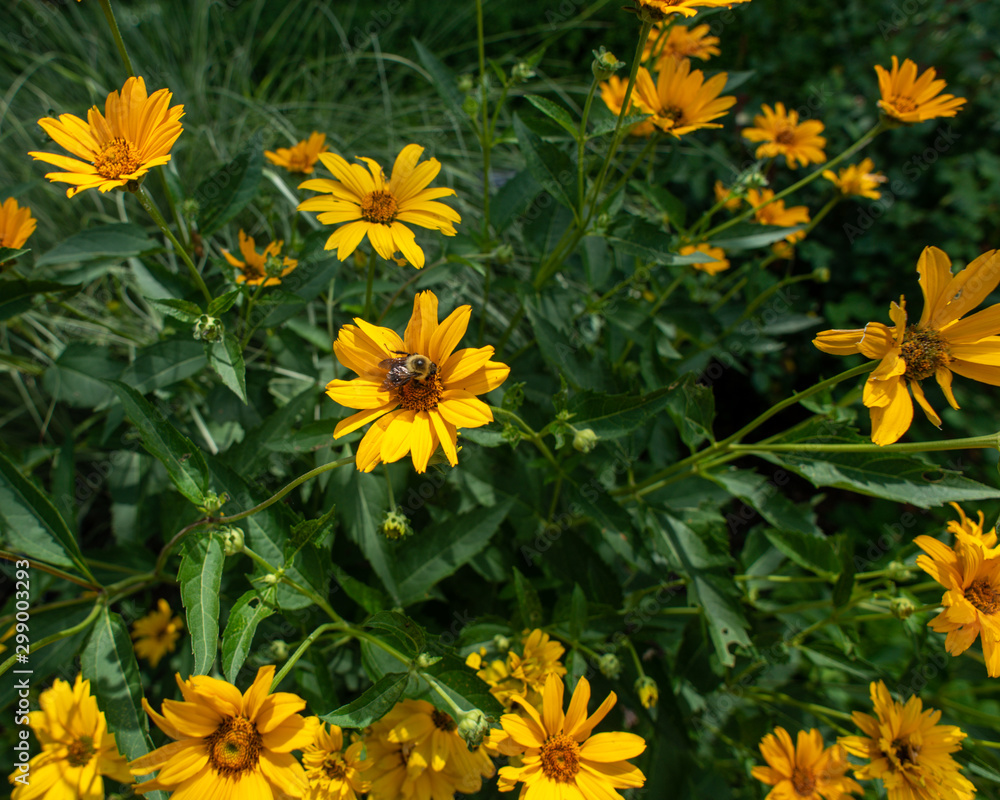 Wildflowers Wildflowers