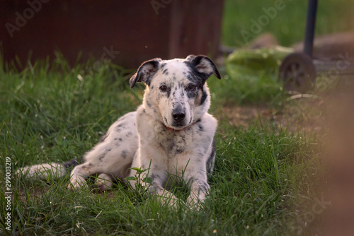 black and white dog on green grass