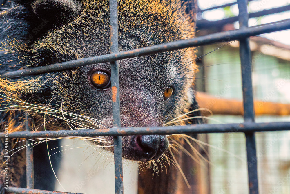 Close up of a bear cat looking through its cage.