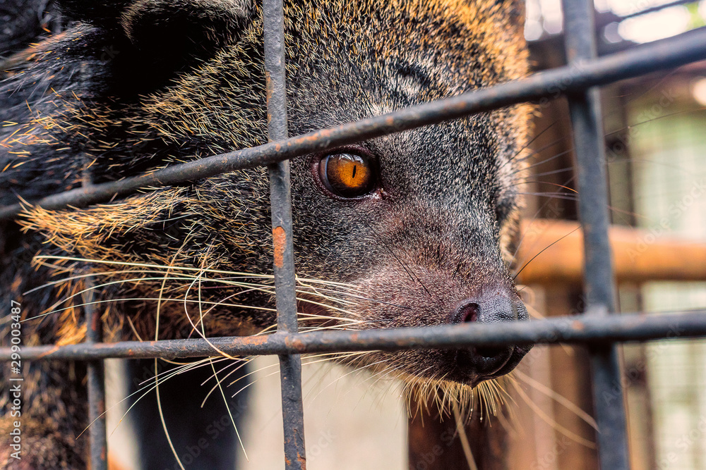 Close up of a bear cat looking through its cage.