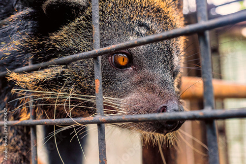 Close up of a bear cat looking through its cage.