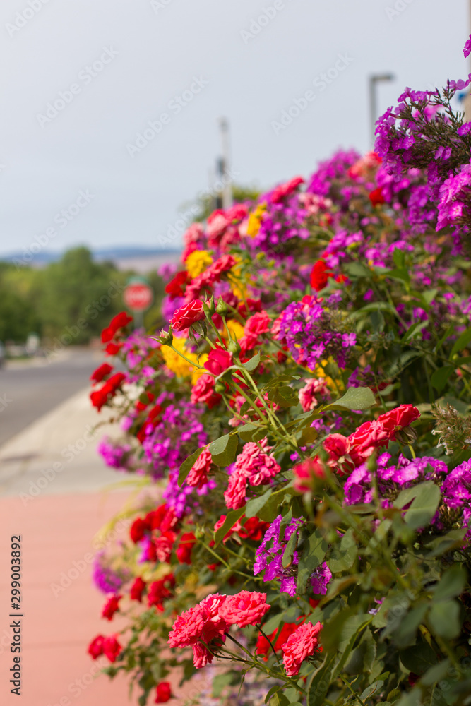 Vibrant colorful summer flowers hanging over a sidewalk in Ellensburg, Washington.