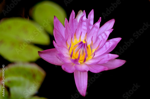 Pink lotus flower in a pond with green lotus leaves