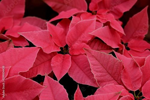 group of pink poinsettia