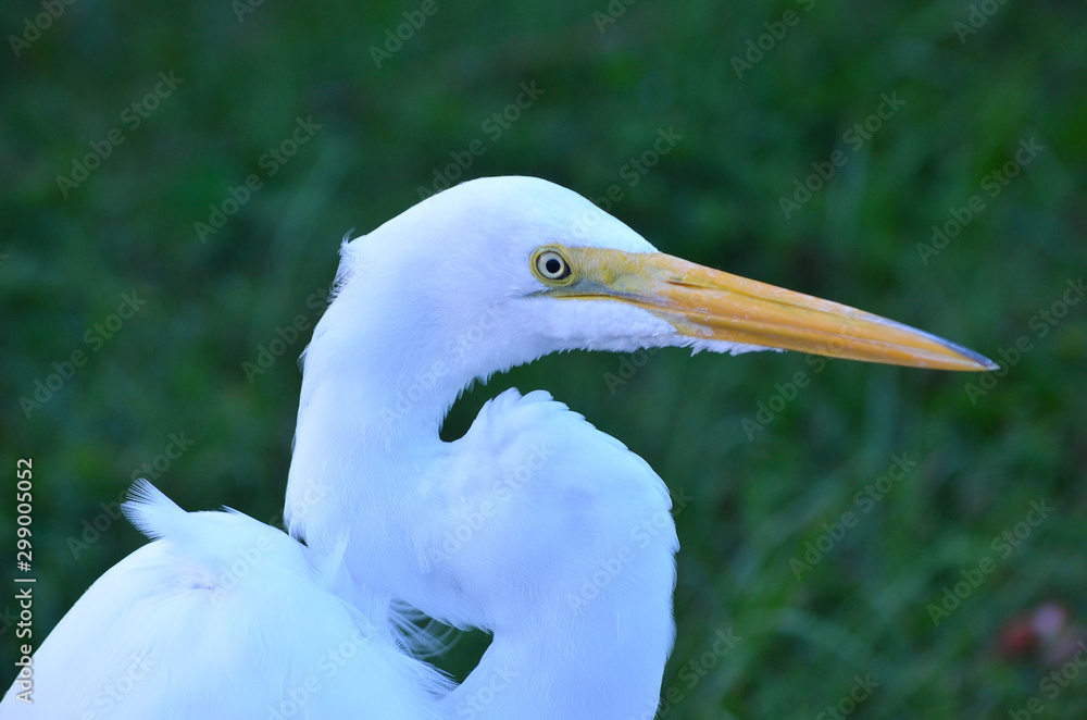 Oscar the Egret