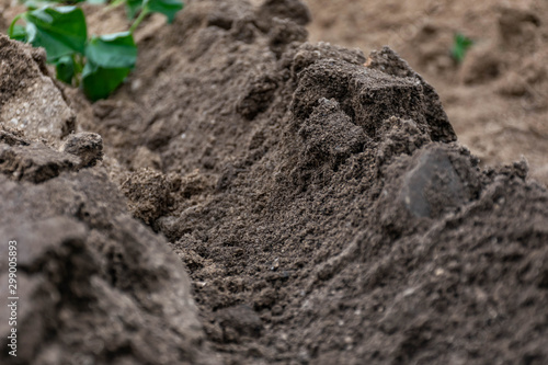 soil in the garden