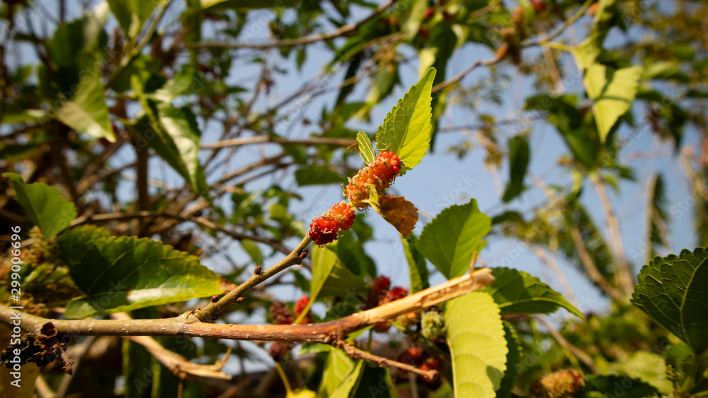Mulberries in the yard, red and black with a sweet taste. Suitable as an additional menu for a diet Mulberries in the yard, red and black with a sweet taste. Suitable as an additional menu for a diet